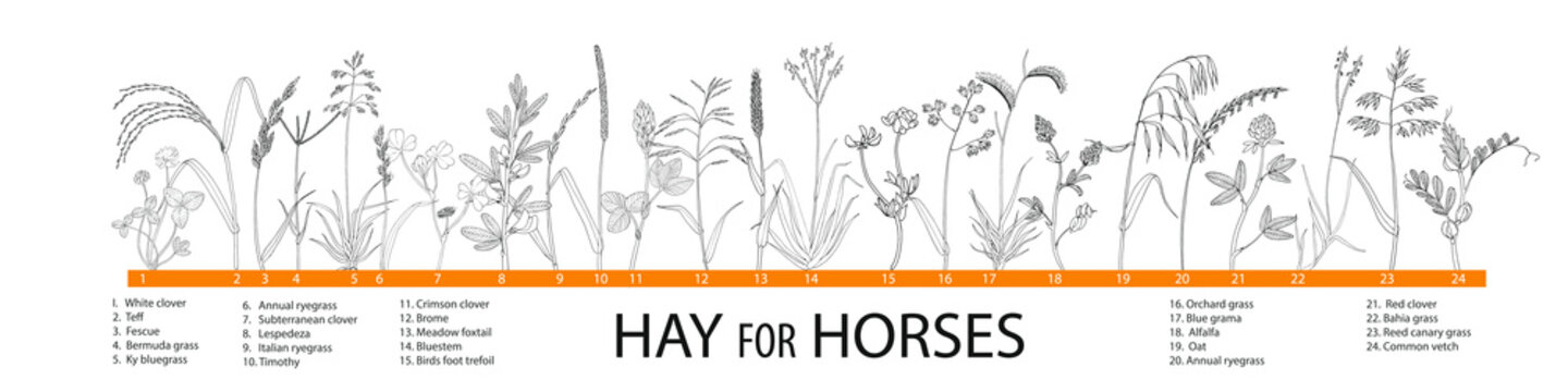 Vector illustration of  hay plants for horses - big set.