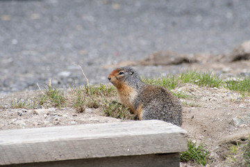 Prairie dog coming out of his home