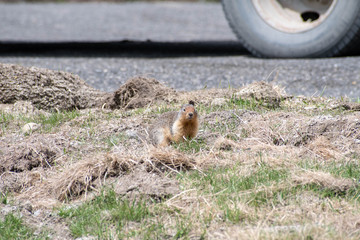 Prairie dog laying on the grass
