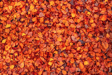Abstract background of fallen autumn leaves. Birch leaves in the fall. Autumn leaves background.