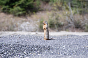 Prairie dog taking a look