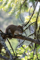 Squirrel looking for something to eat