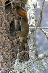 Squirrel running down the tree to get food