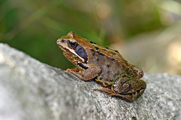 Grasfrosch (Rana temporaria) - Common frog