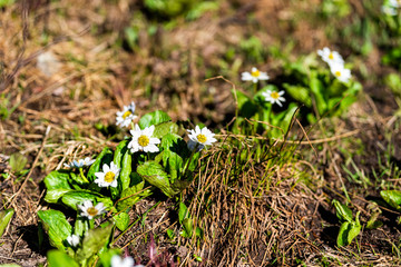 Many white daisy flowers on Linkins Lake trail on Independence Pass in rocky mountains near Aspen, Colorado in summer of 2019