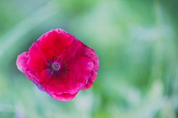 Fototapeta premium single pink red poppy flower