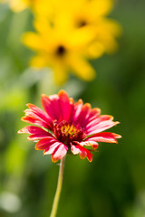 colorful single wildflower close up