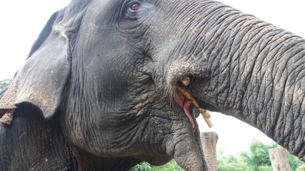Close up Asian elephants are eating sugar cane.