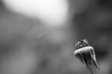 black and white single wild flower close up
