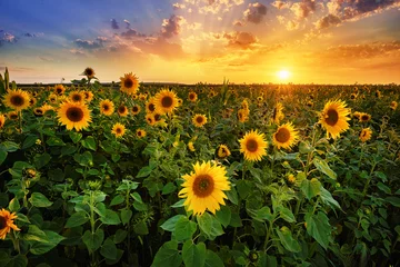 Fototapeten Schöner Sonnenuntergang über Sonnenblumenfeld © Piotr Krzeslak