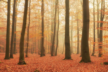 Autumn in old beech forest