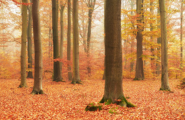 Autumn in old beech forest