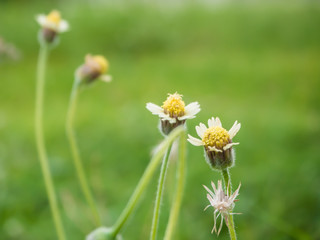 Closeup of flowers on the roadside, green background