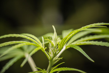 Young cannabis sativa bud with copy space