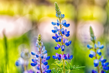 Macro closeup of purple lupine flowers in small forest in Snowmass Village in Aspen, Colorado and...