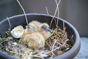 Closeup of two baby pigeons chicks sitting in the nest and sleeping - 289600138