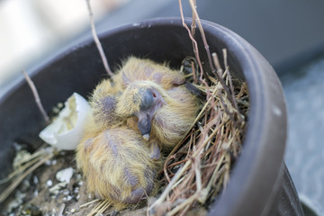 Closeup of two baby pigeons chicks sitting in the nest and sleeping - 289600164