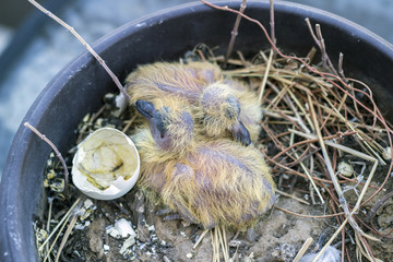 Closeup of two baby pigeons chicks sitting in the nest and sleeping - 289600167
