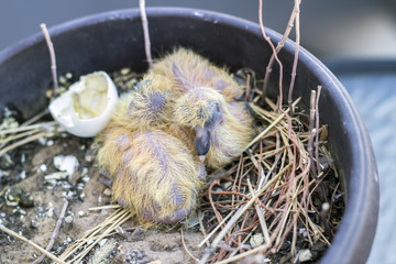 Closeup of two baby pigeons chicks sitting in the nest and sleeping - 289600189