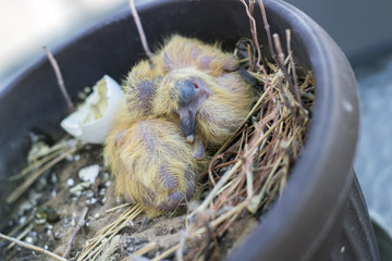 Closeup of two baby pigeons chicks sitting in the nest and sleeping - 289600195