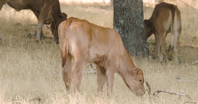 A calf eating in an oak forest