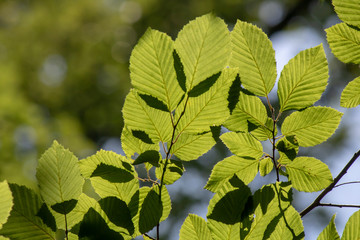 Close-up of the leaves of the hornbeam tree. Blurred background. Pulled down.