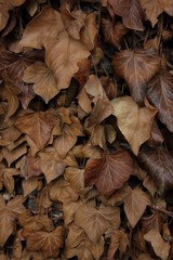 autumn leaves background