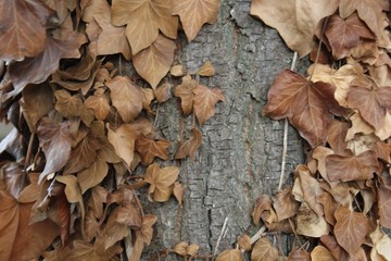 autumn leaves on the ground