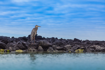  bird overroaches with reflection in the water