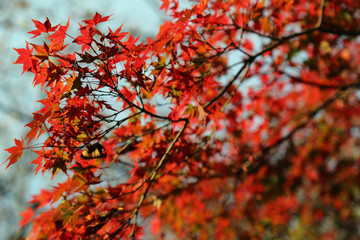 晩秋の彦根城周辺の紅葉