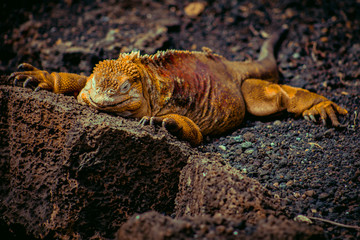  iguana sleeping on rock