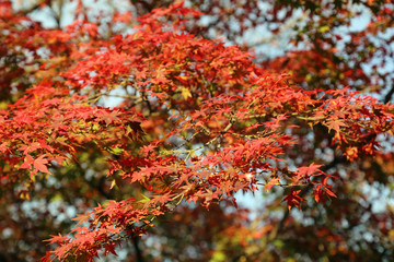晩秋の彦根城周辺の紅葉