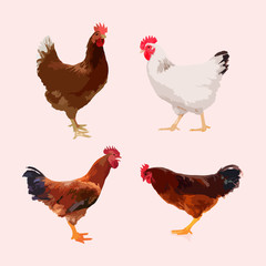 Chicken icon. Chicken icon art. Chicken icon Eps8,Eps10 Chicken icon Image. Chicken icon logo