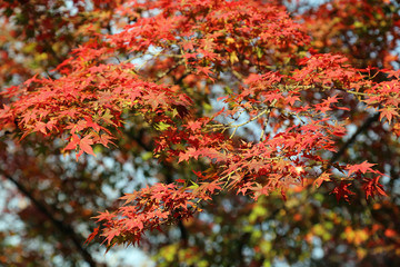 晩秋の彦根城周辺の紅葉
