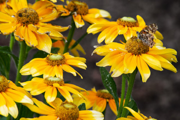 Rudbeckia hirta sunflower flower in garden