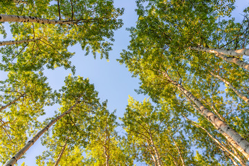 Aspen forest low angle view in morning sunlight in summer on Snowmass Lake hike trail in Colorado in National Forest park mountains