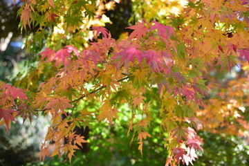 紅葉