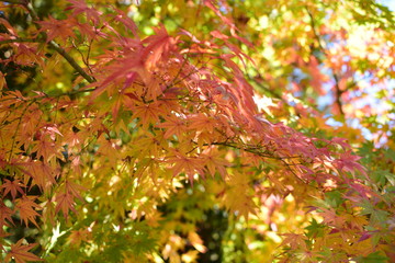 紅葉