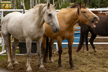 Two horses in a holding pen with the middle one braying with a comical face