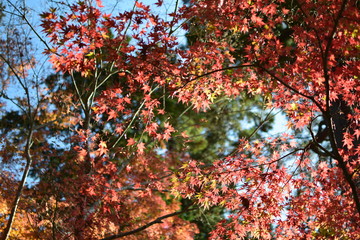 紅葉