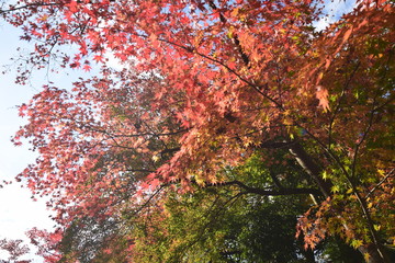 紅葉