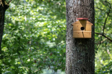 Handmade bird house hanging on the tree on the right side of the photo.