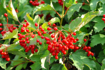 Ripe viburnum on branch