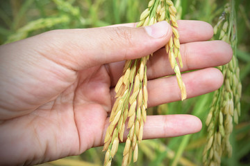 hand tenderly touching a young rice in the field.