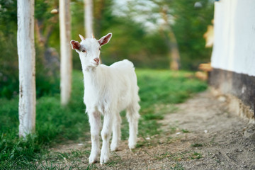 white goat in the farm