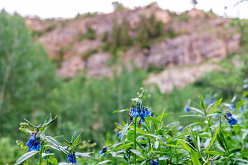 Closeup on blue bell bluebell flowers on Snowmass Lake hike trail in Colorado in National Forest...
