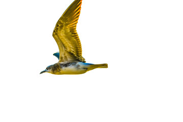 Wilmington, North Carolina,USA,September,2019,Wrightsville Beach North Carolina