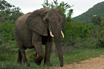 Fototapeta na wymiar Elephant in Kruger