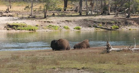 Yellowstone National Park wildlife and animal refuge for great herds of American Bison Buffalo and Rocky Mountain Elk. Geothermal ecosystem. Biology, geography and ecology.