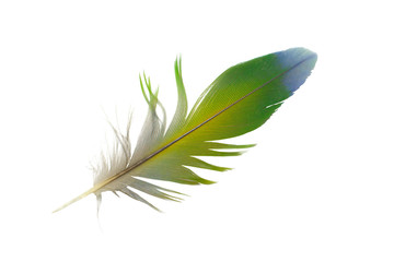 Beautiful parrot lovebird feather isolated on white background
